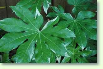 ralie fatsia jaonica pflegen