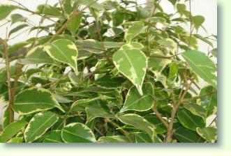 Birkenfeige: Ficus benjanini