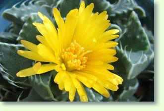 Faucaria - Tigermaul