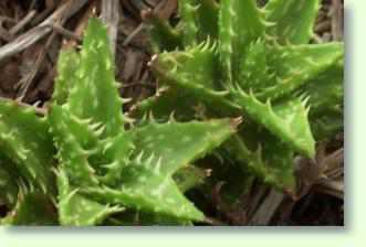Faucaria