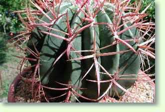 Ferokactus hamacanthus