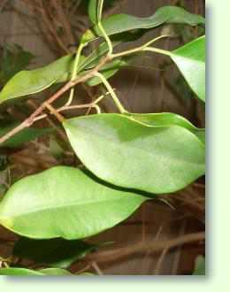 Pflege und Vermehrung eines ficus