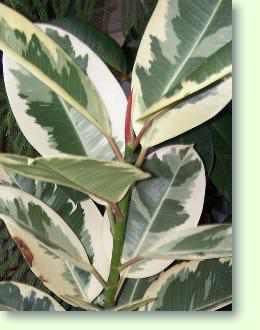 ficus elastica: Den Gummibaum erfolgreich pflegen