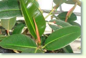 Gummibaum: Ficus elastica