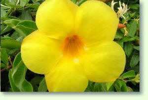 Allamanda / Kletterpflanze
