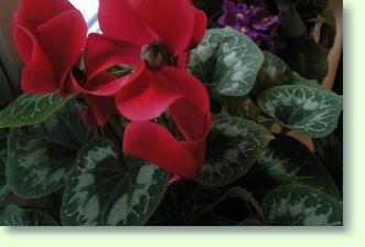 Begonie - Begonia Pflege