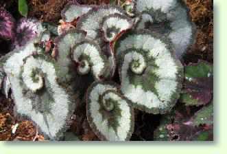 Begonia - Begonien richtig pflegen.