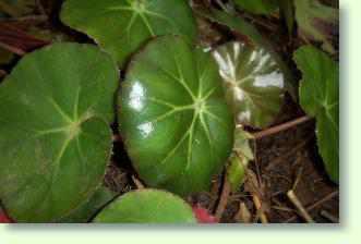 Begonia - Begonien - Anleitungen zum Gie�en, Temperaturen, Standort, Forum