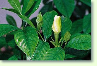 Topfgardenie - Jasminrose, Gardenien
