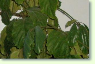 Kastanienwein richtig pflegen. Anleitungen zum Gie�en, Temperaturen, Standort, Sch�dlinge, Vermehrung