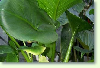 Zantedeschia