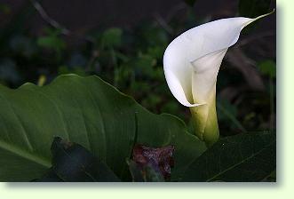 Zantedeschia - Zimmerkalla richtig pflegen