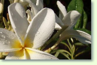 Gardenien pflegen. Gie�en, Temperaturen, Standort, Sch�dlinge, Vermehrung