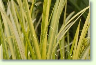Pflege japanischer Graskalmus: Gie�en, Temperaturen, Standort, Sch�dlinge, Vermehrung, Teilung.