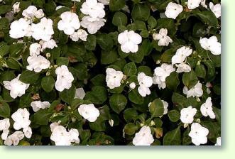 Impatiens richtig pflegen