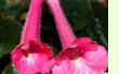 Achimenes