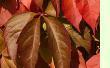 Ampelopsis
