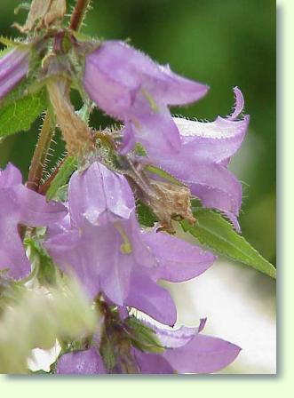 Glockenblume (Campanula grossekii)