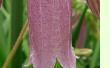 Campanula