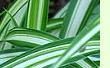 Chlorophytum