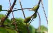 Cissus