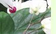 Clerodendrum