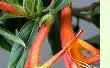Columnea