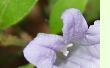 Dipteracanthus