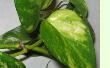 Epipremnum