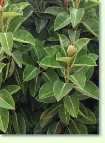 Gummibaum (Ficus elastica)