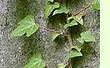 Hedera / Efeu