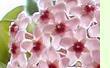 Hoya