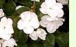 Impatiens