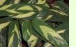 Maranta