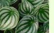 Bild Peperomia