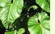 Philodendron
