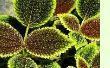 Pilea