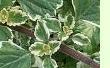 Plectranthus