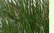 Scirpus