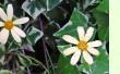 Senecio