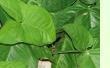 Syngonium