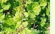 Tolmiea