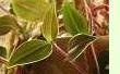 Tradescantia