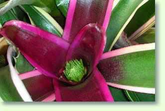 Bromelien richtig pflegen
