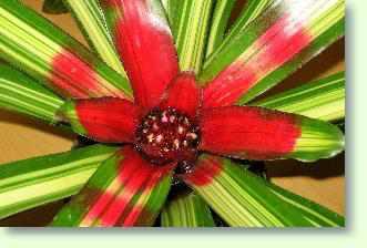 Neoregelia pflegen. Temperaturen, Standort, Sch�dlinge, Vermehrung