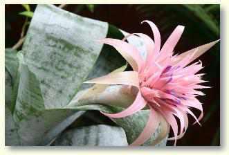 Bromelien: Die richtige Pflege