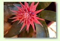 Pflegeanleitung aechmea-rhodocyanea - Bromelien: Die richtige Pflege der Bromelien