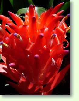 Billbergia / Bromelie Pflegeanleitung