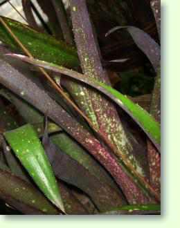 Billbergia / Bromelie Pflege