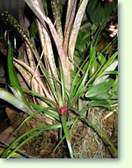 Billbergia Pflege